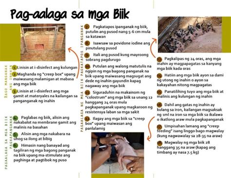 paraan ng pag-aalaga|Modyul 11: Wastong Pamamaraan sa Pag.